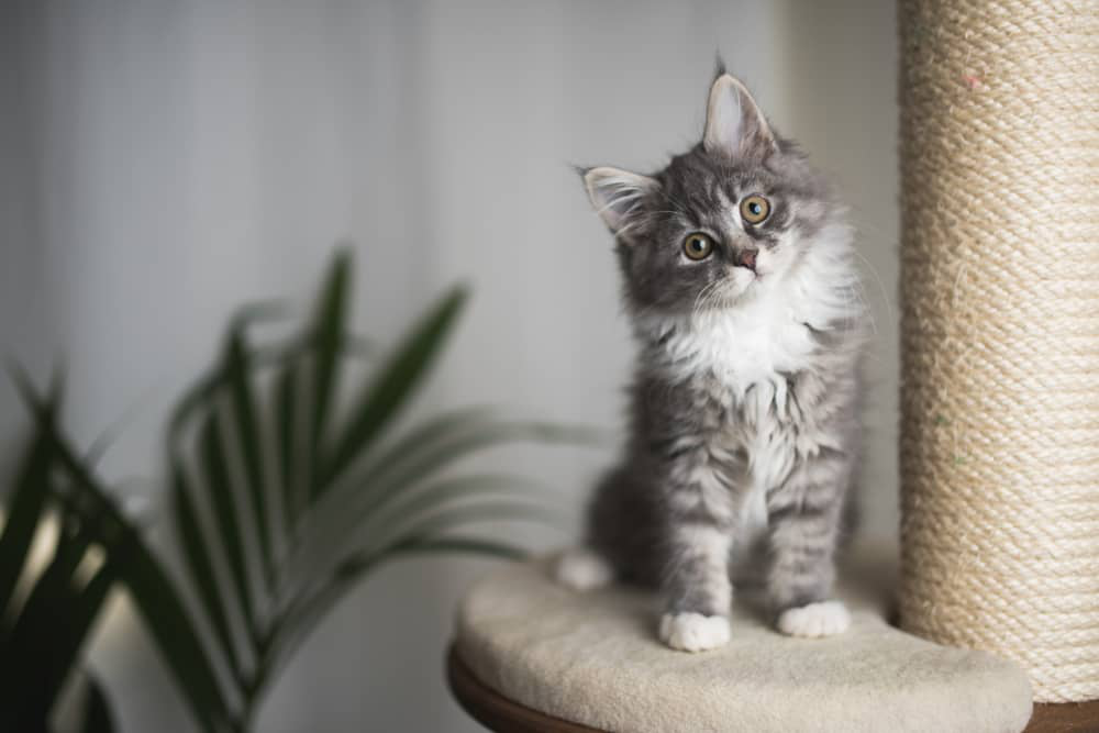 yeux-qui-coulent-chaton-002.jpg