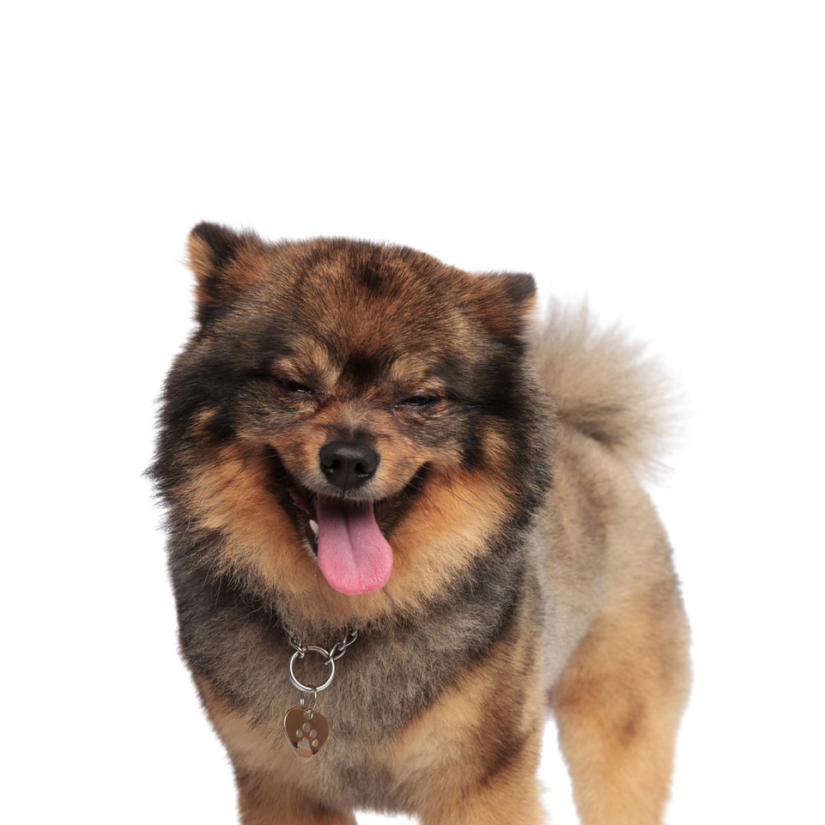 cane-con-tosse-secca-2.jpg