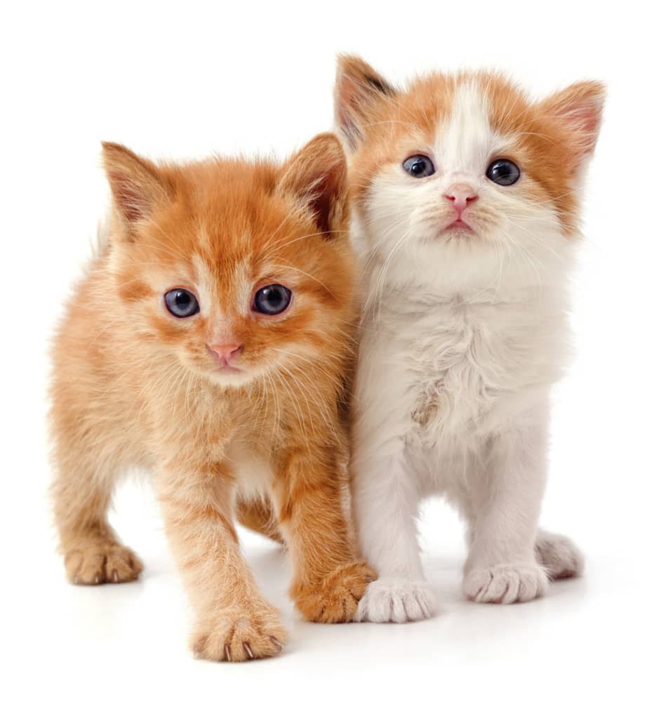 diarrea-gatitos-2-meses-002.jpg