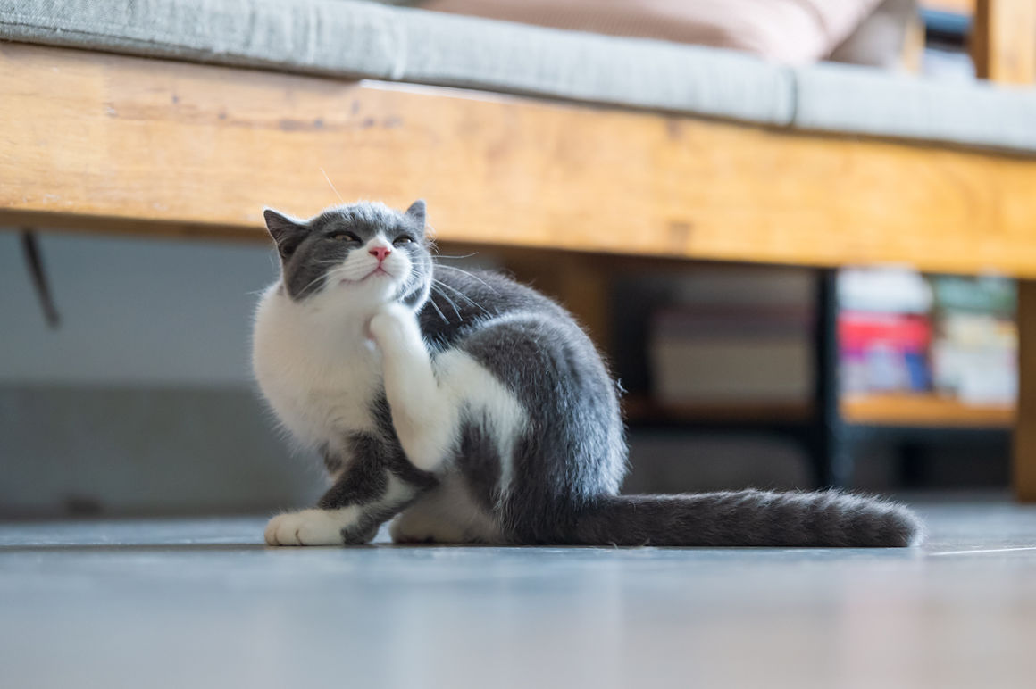alergias-en-gatos-2.jpg