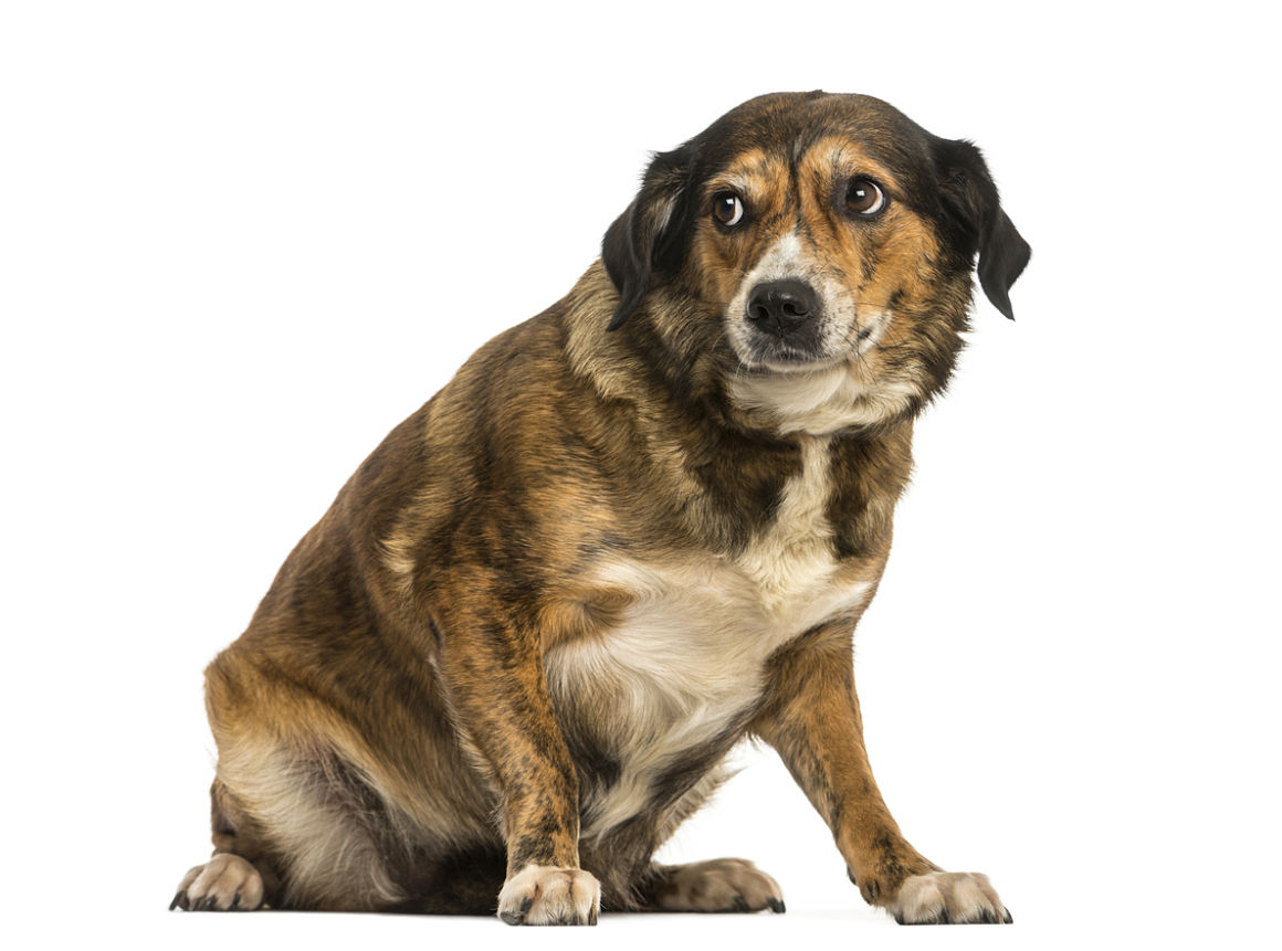 como_pasear_a_un_perro_miedoso_2.jpg