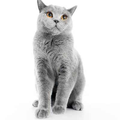 Mi gato cojea: &iquest;por qu&eacute; puede ser?