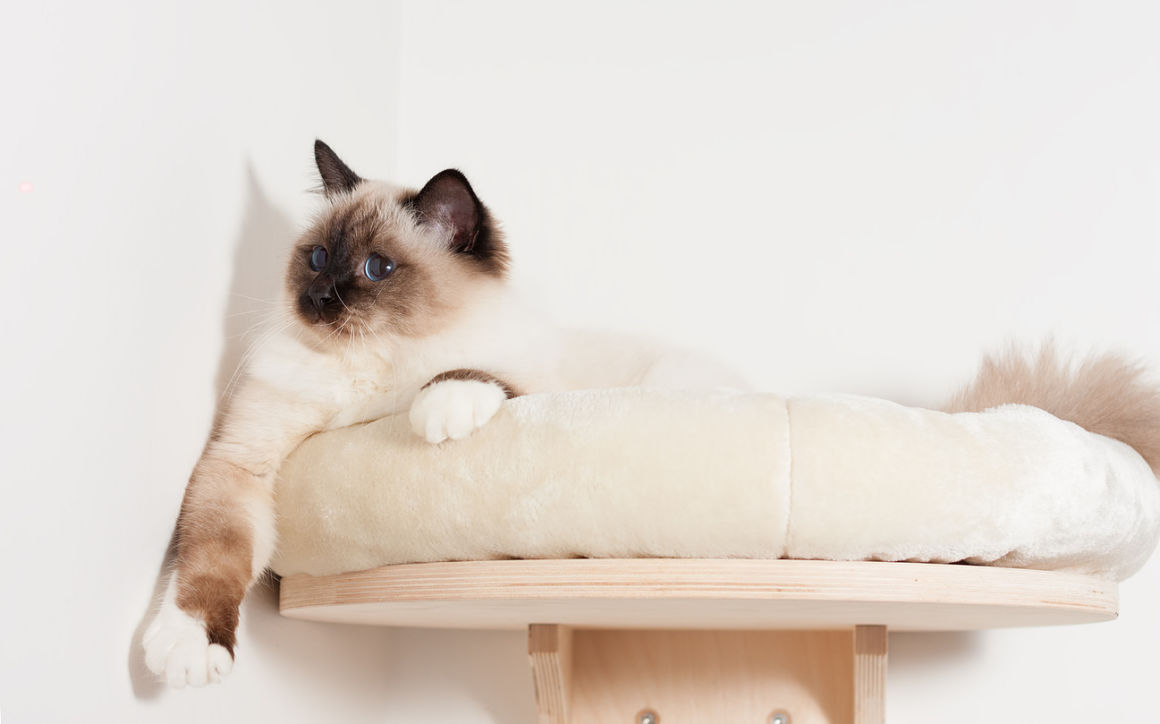 gato-adulto-2.jpg