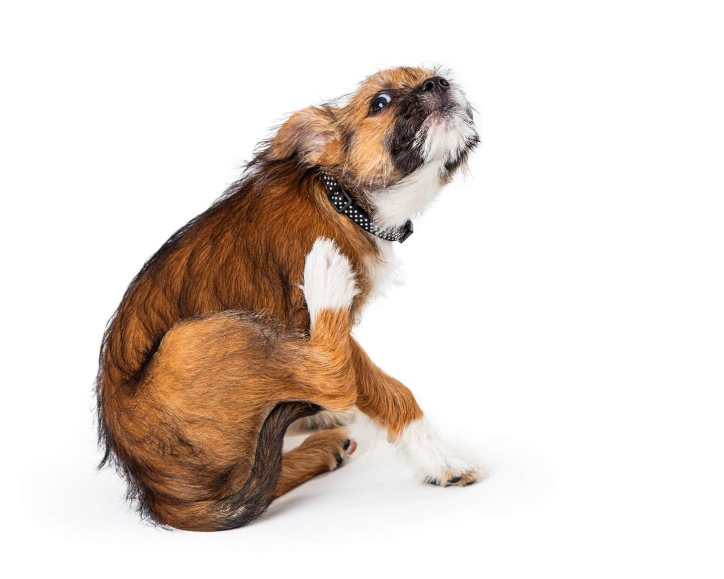 reaccion-alergica-en-perros-2.jpg