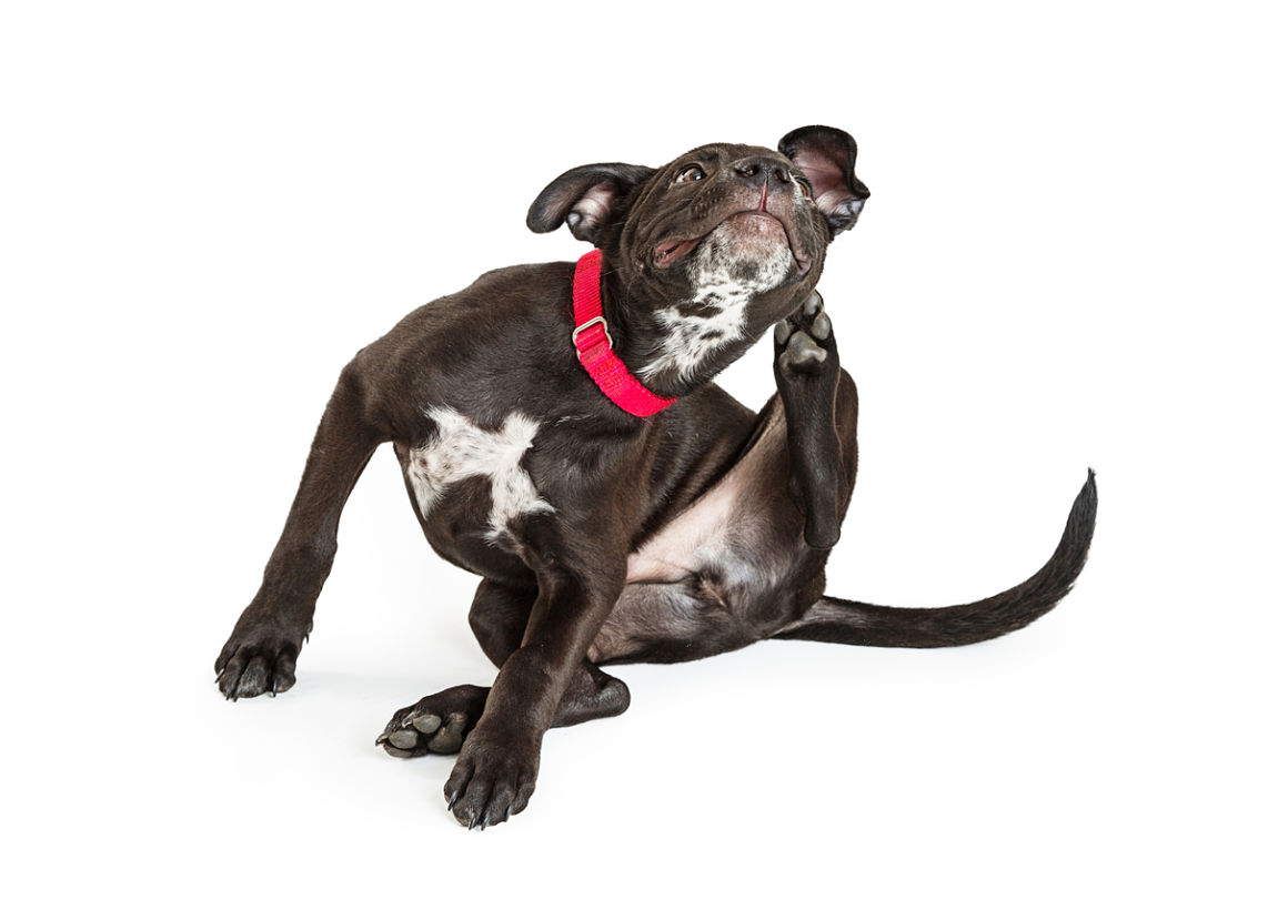 mi-perro-se-rasca-mucho-las-orejas-2.jpg