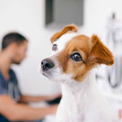 Castration et st&eacute;rilisation chez le chien : effets imm&eacute;diats, soins post-op&eacute;ratoires et changements