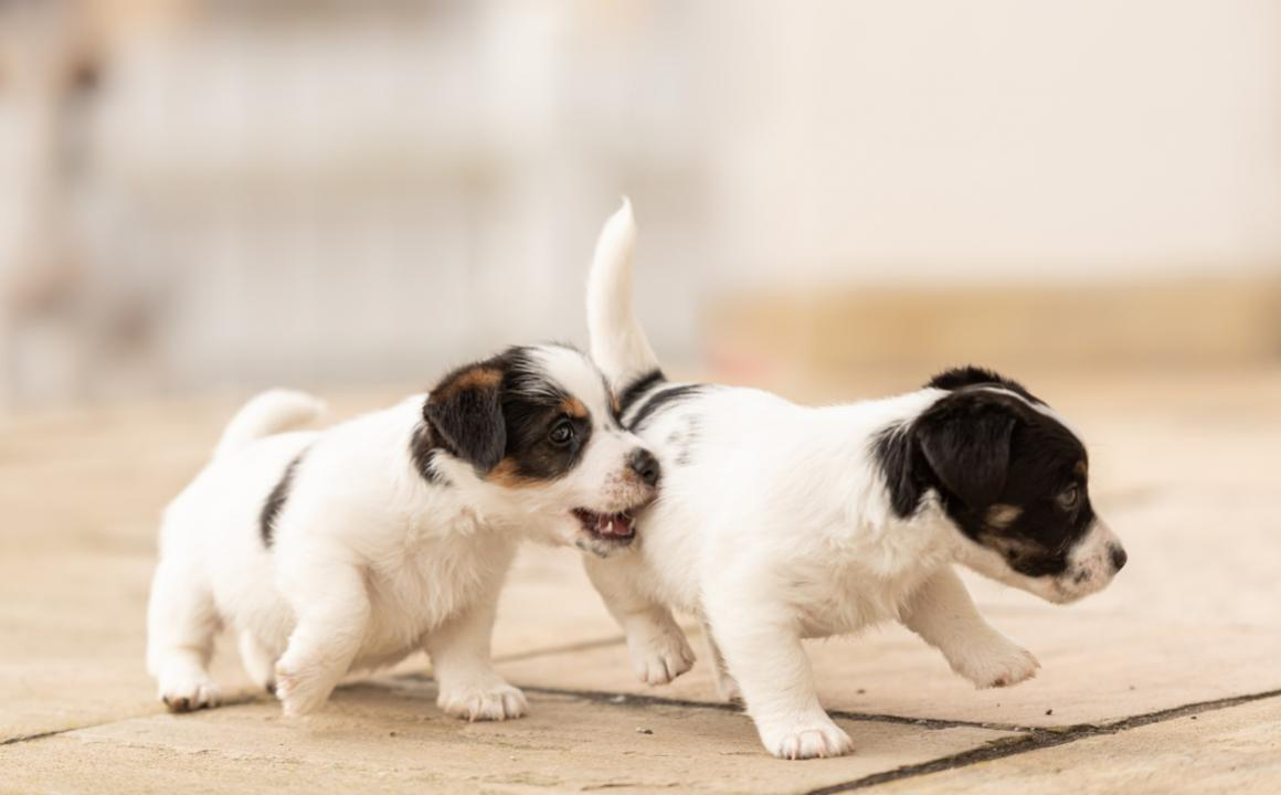 Come addestrare un cucciolo? Le principali linee guida