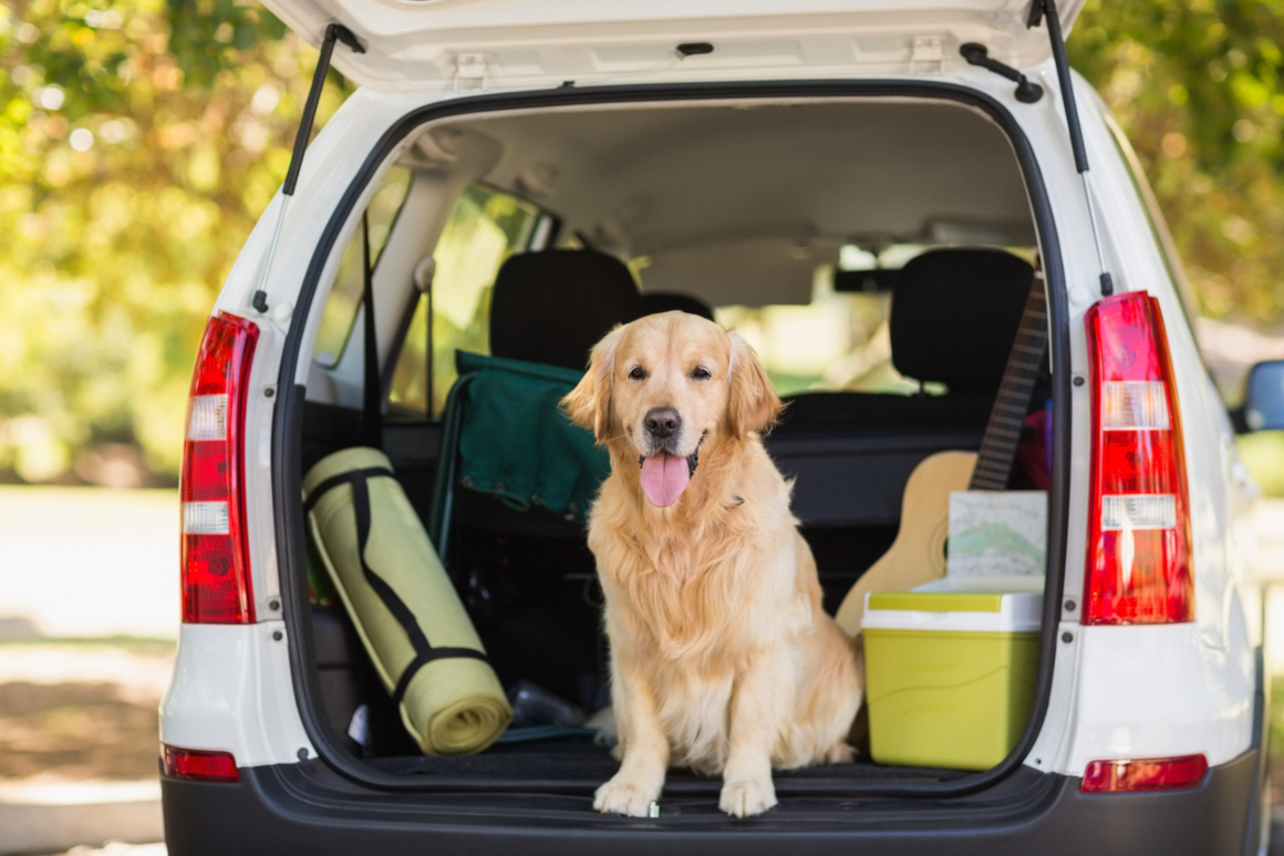 viajar-en-coche-con-perros-2.jpg