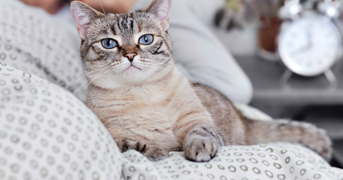 artrosis-gatos-2.jpg