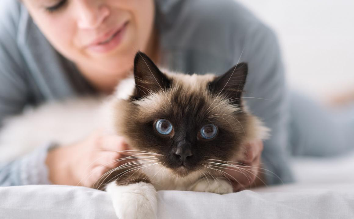 Pourquoi mon chat boit beaucoup d'eau?
