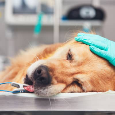 I TUMORI DELLA PELLE DEL CANE