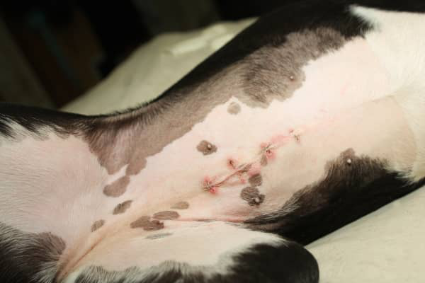 LA PIOMETRA NEL CANE: SINTOMI E TRATTAMENTO