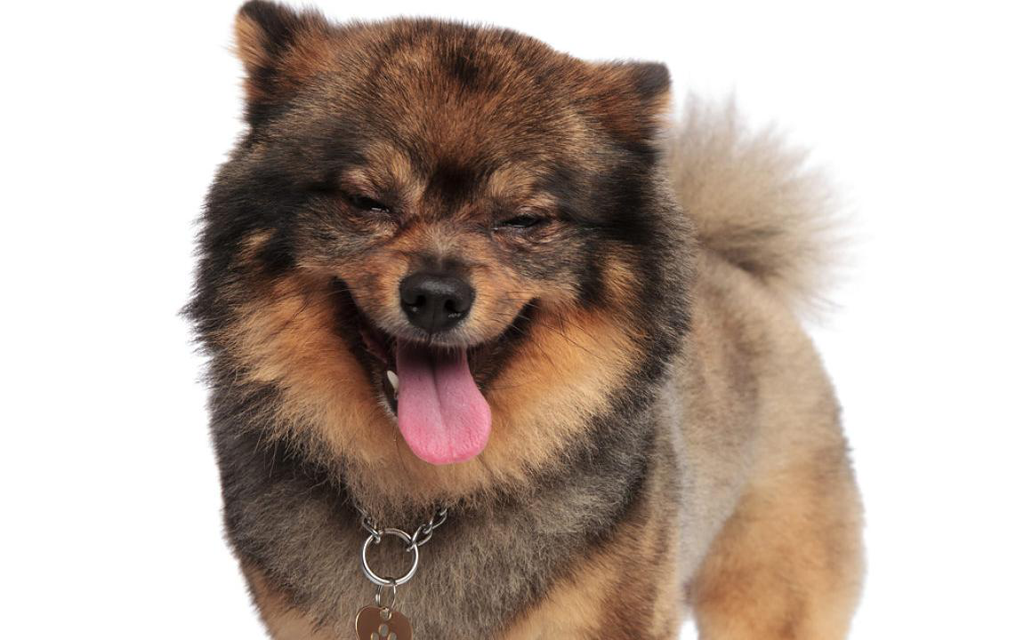 Mi perro hace ruidos como si no pudiera respirar &iquest;qu&eacute; hago?