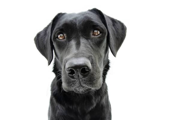 &iquest;Cu&aacute;nto vive un perro con insuficiencia renal? S&iacute;ntomas y tratamiento