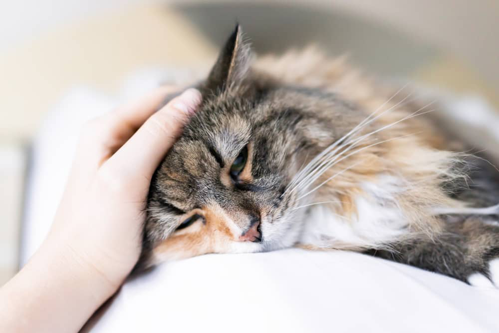 conjuntivite-em-gatos-003.jpg