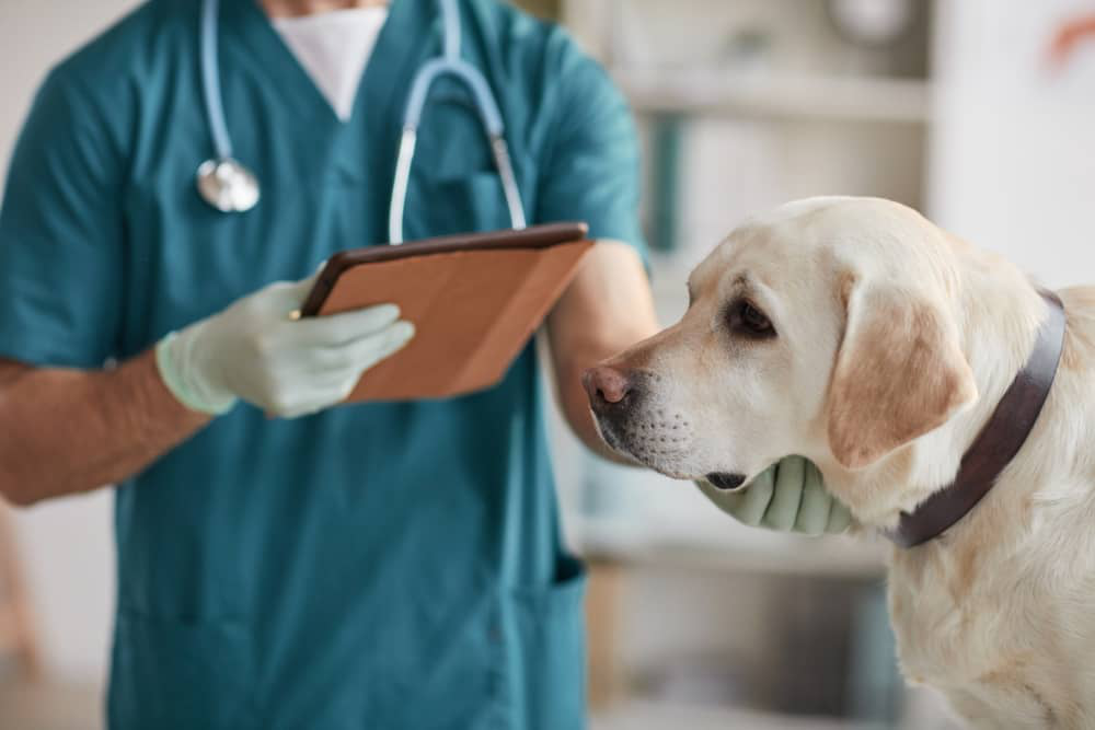 mastocitoma-perros-1.jpg