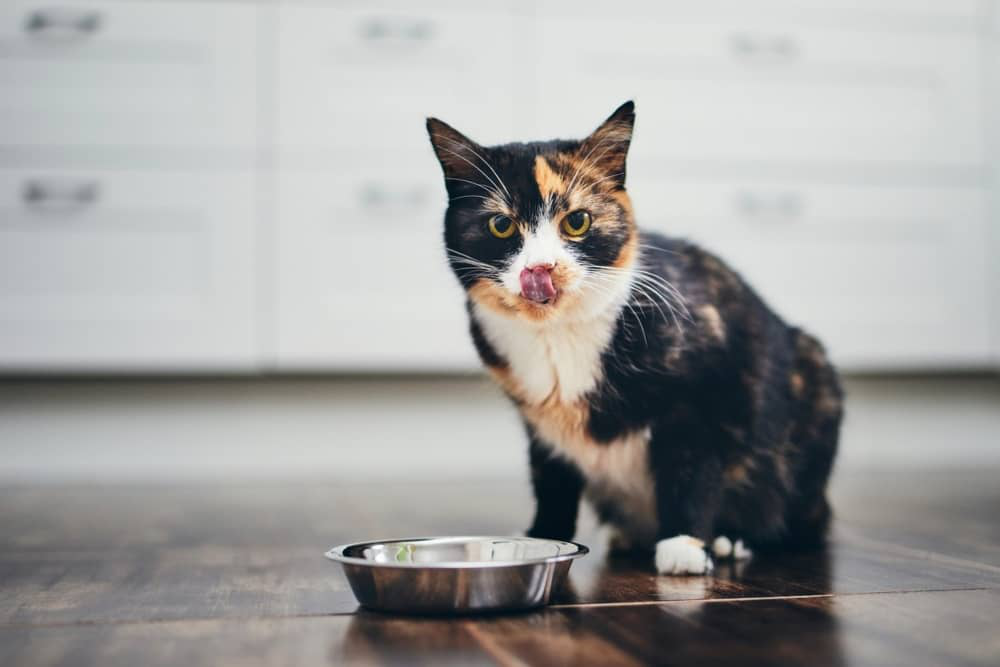 Meilleure-alimentation-humide-003.jpg