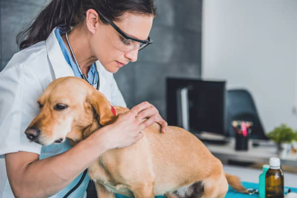 Hongos en perros: causas y tratamiento