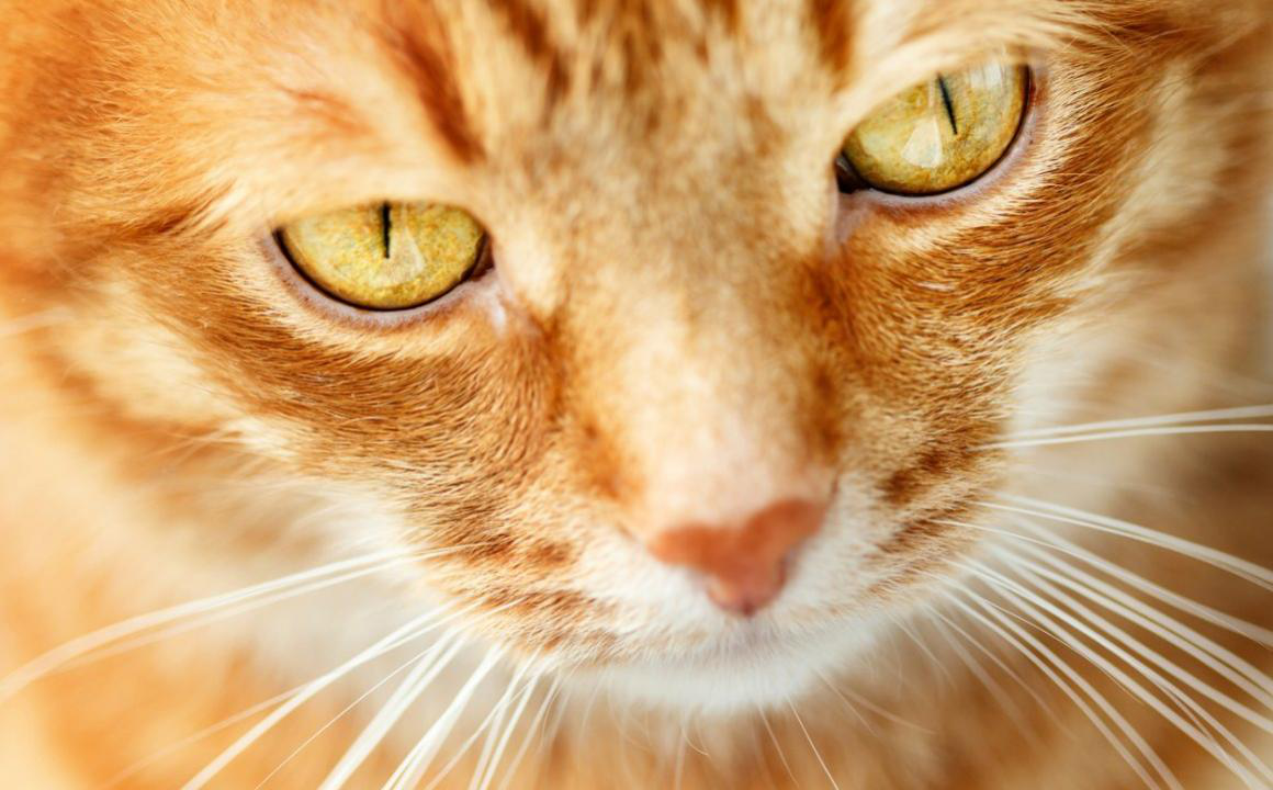 Tercer p&aacute;rpado en gatos: funci&oacute;n y cu&aacute;ndo preocuparse