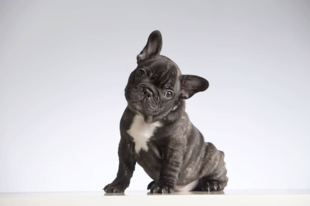 dent-de-lait-chien-002.jpg