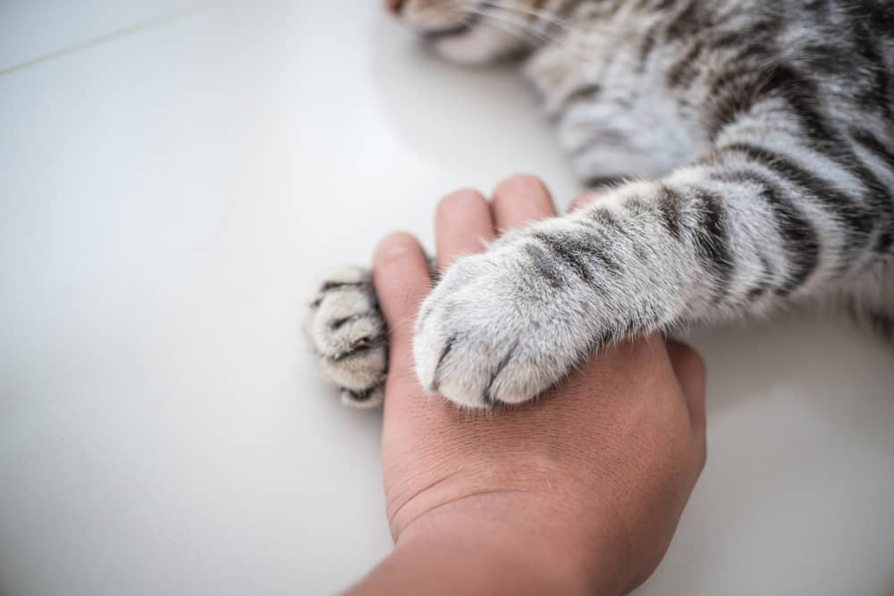 kedi-patisi-sismesi-002.jpg