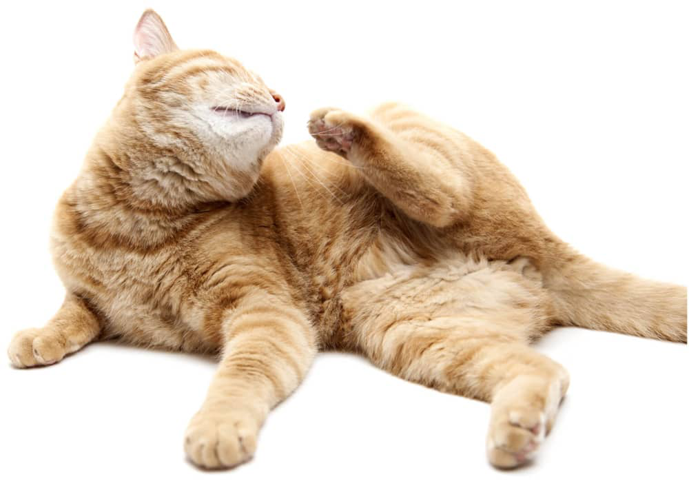 desungulacion-en-gatos-003.jpg