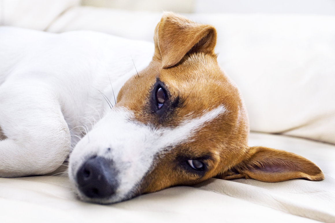 Ulcere cane: cause, sintomi e trattamenti
