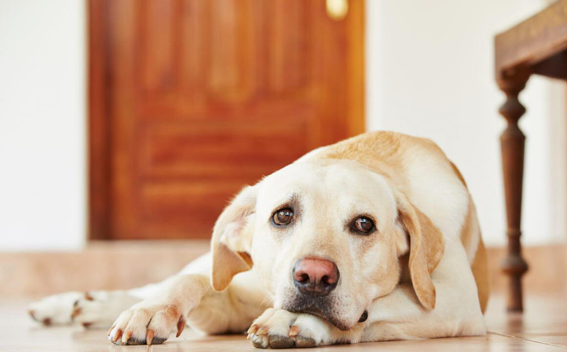 Ansia da separazione cani: sintomi, cause e soluzioni
