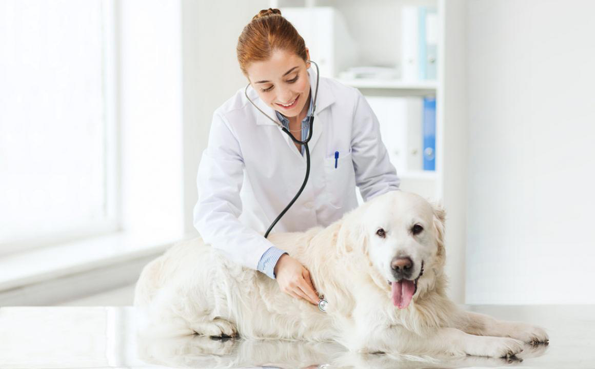 Tos en perros: causas y cuidados