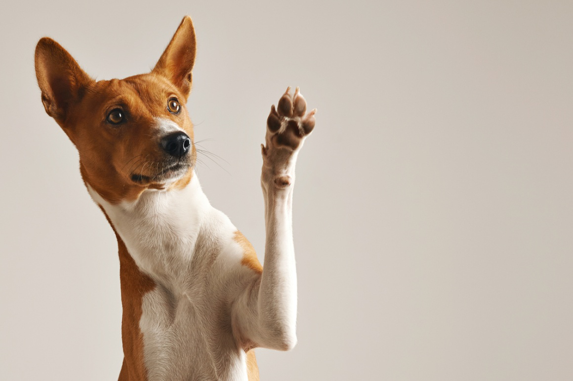 almohadilla_perro_inflamada_2.jpg