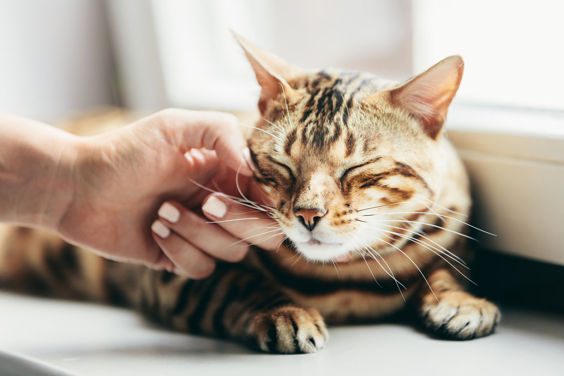 como-ganarse-la-confianza-de-un-gato-2.jpg