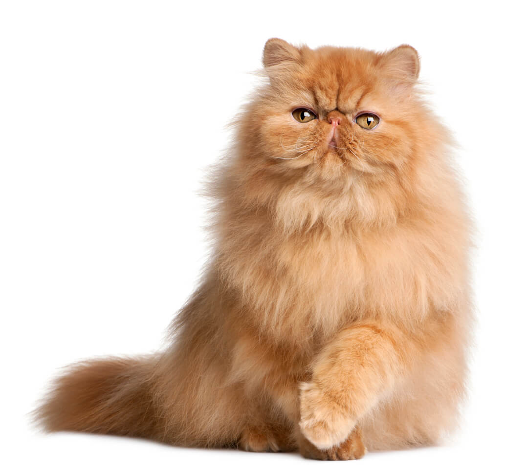 Fino a che et&agrave; arriva la crescita del gatto?