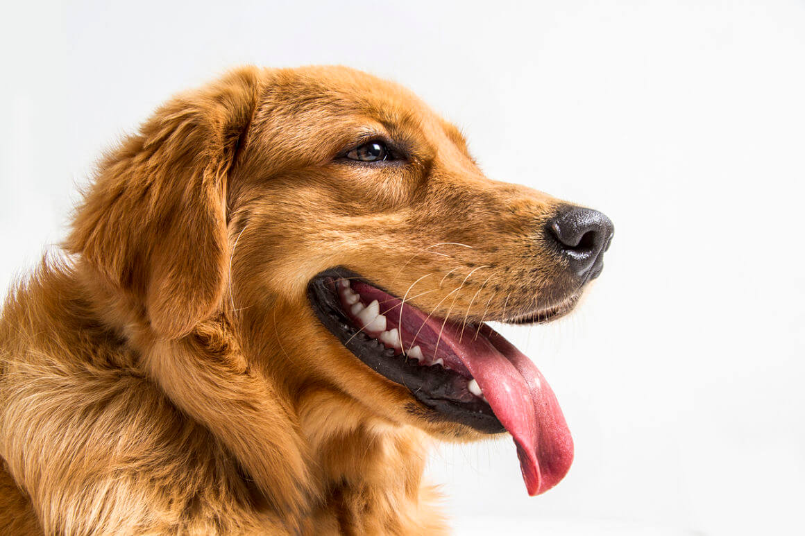 indrome-de-horner-perros_2.jpg