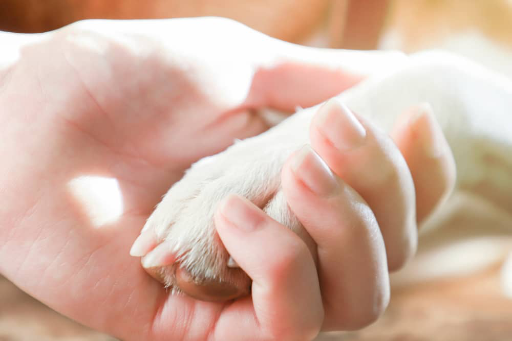 bulto-en-pata-de-perro-02.jpg