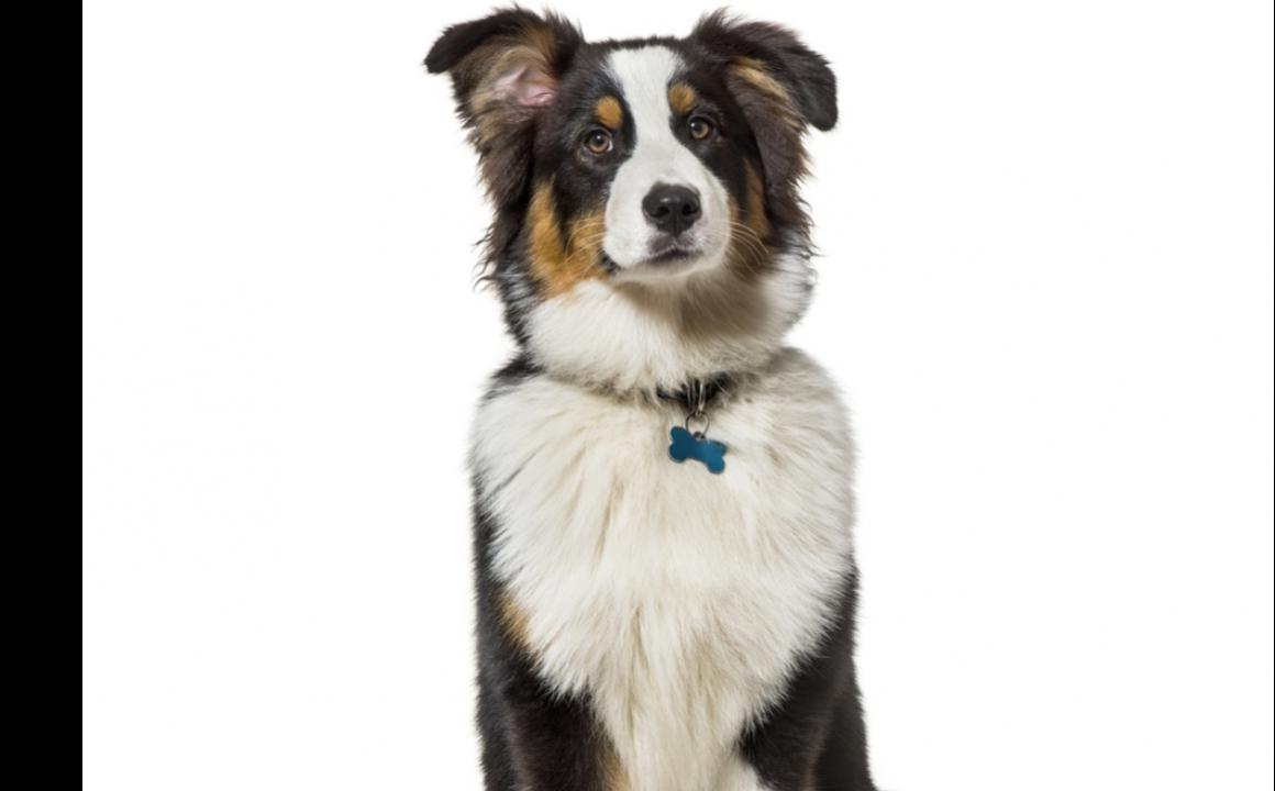 Emorroidi cani