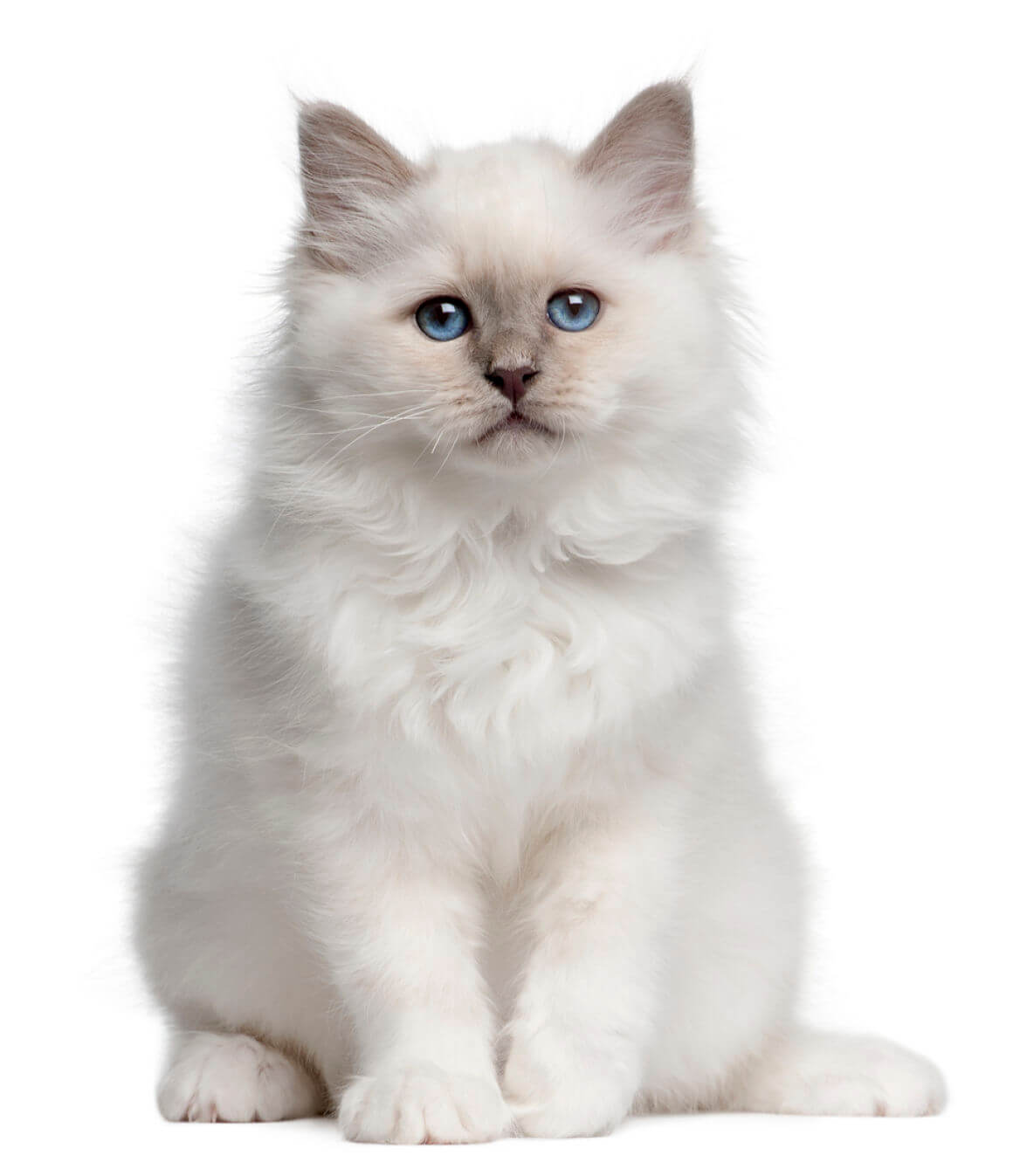 chat-sourd-1.jpg
