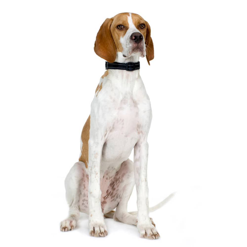 Pointer-englez-003.jpg