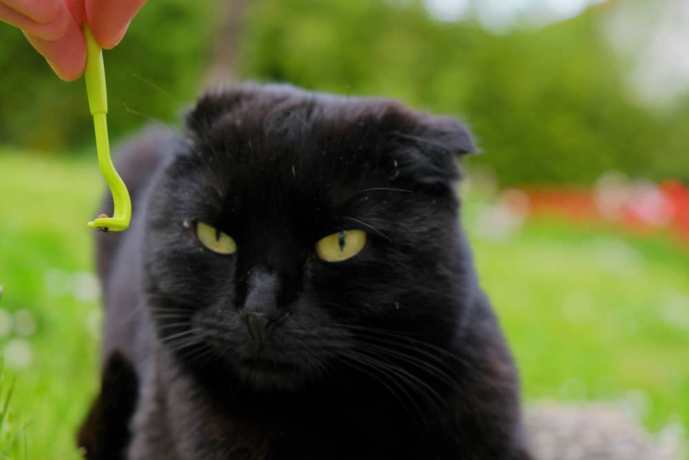 zecche-gatti-riconoscerle-003.jpg