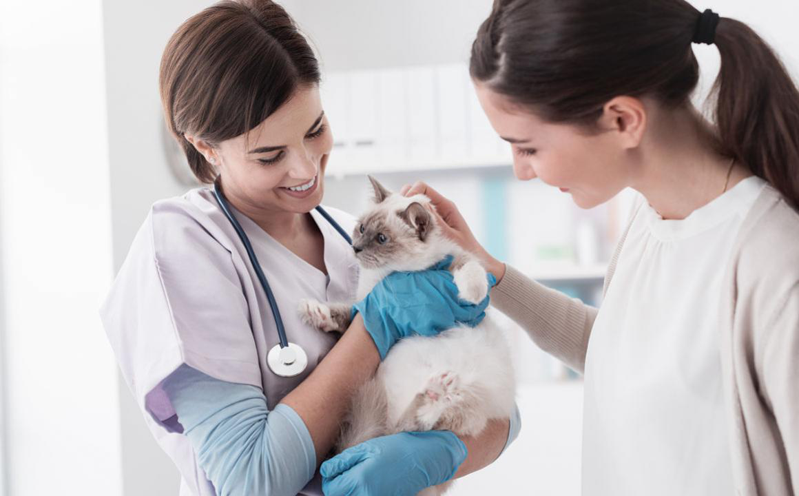 C&oacute;mo cuidar los ojos llorosos en gatos