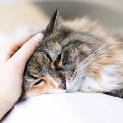 V&oacute;mitos en gatos: causas y recomendaciones