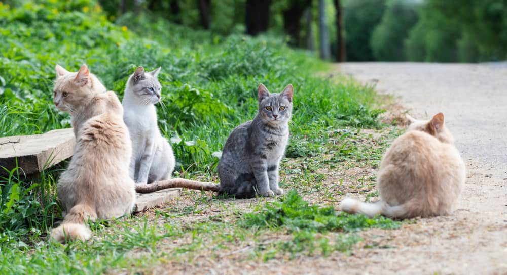 parvovirosi-gatto-003.jpg