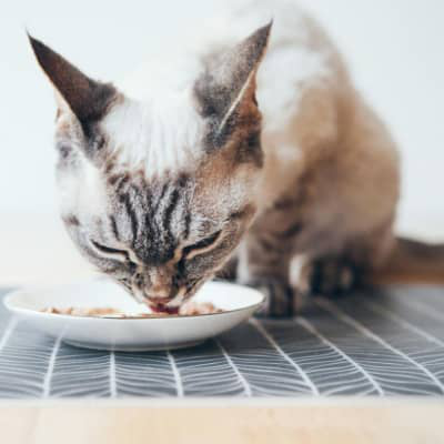 Alimentos prohibidos para gatos: Lista de comidas t&oacute;xicas y peligrosas