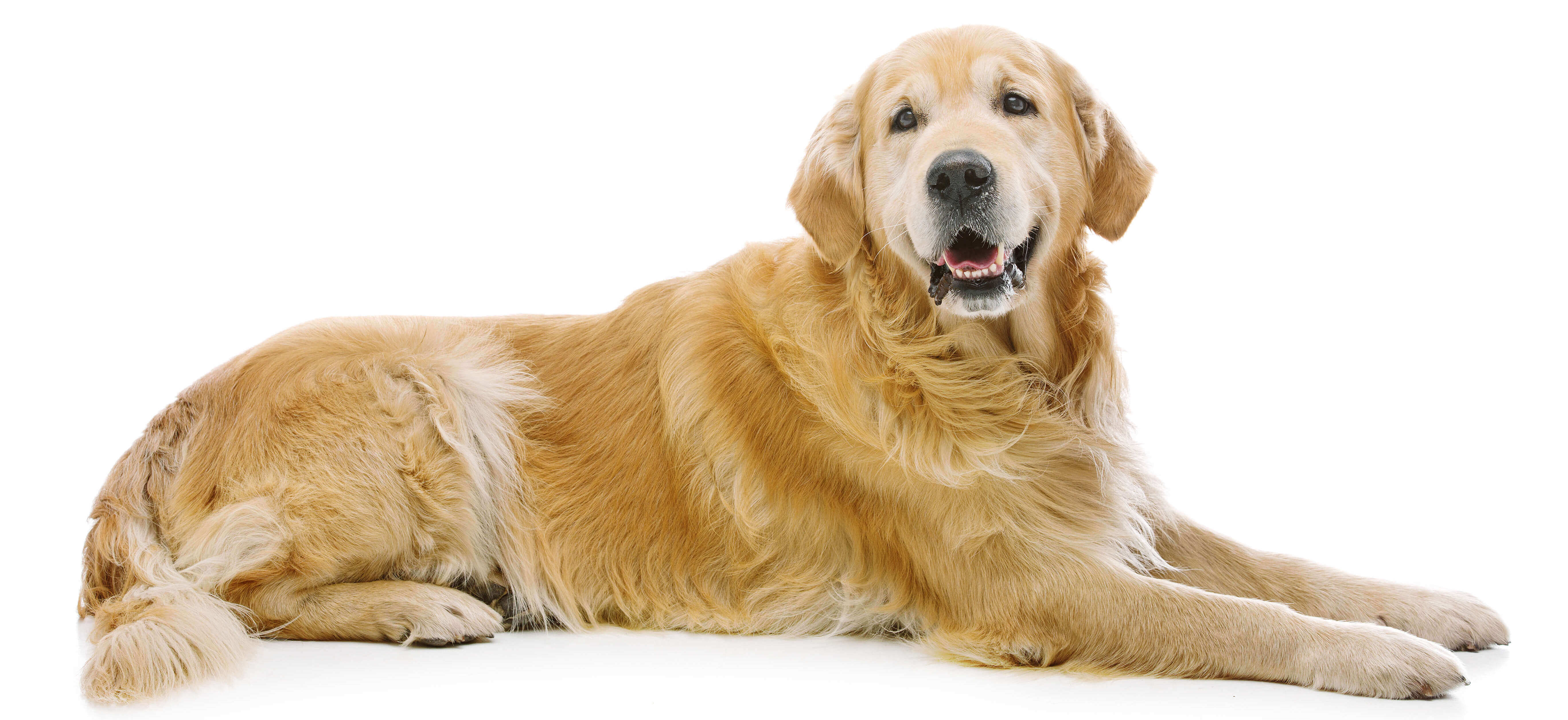 shutterstock_297330920.jpg