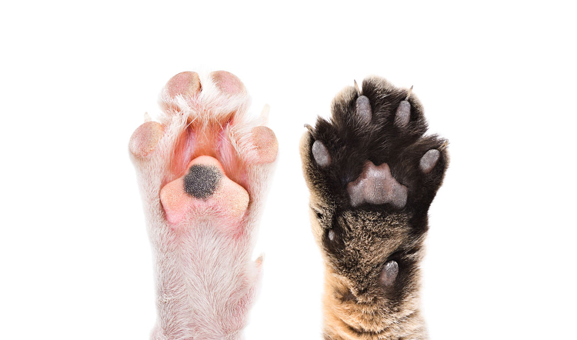 almohadillas-perro-2.jpg