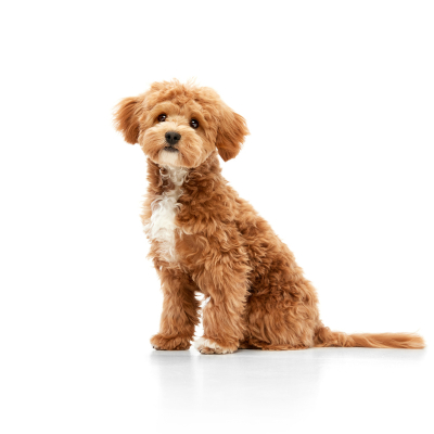 O que causa diarreia nos c&atilde;es e como tratar