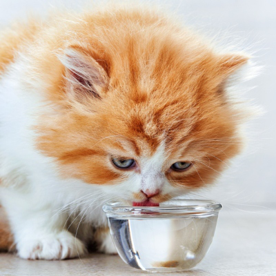 Een blaasontsteking bij katten: wat te doen?