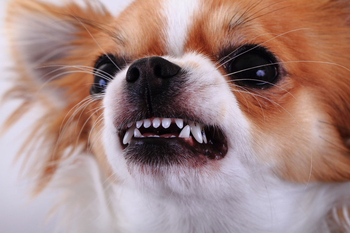 mon-chien-est-agressif-2.jpg