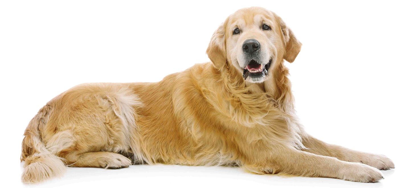 shutterstock_297330920.jpg
