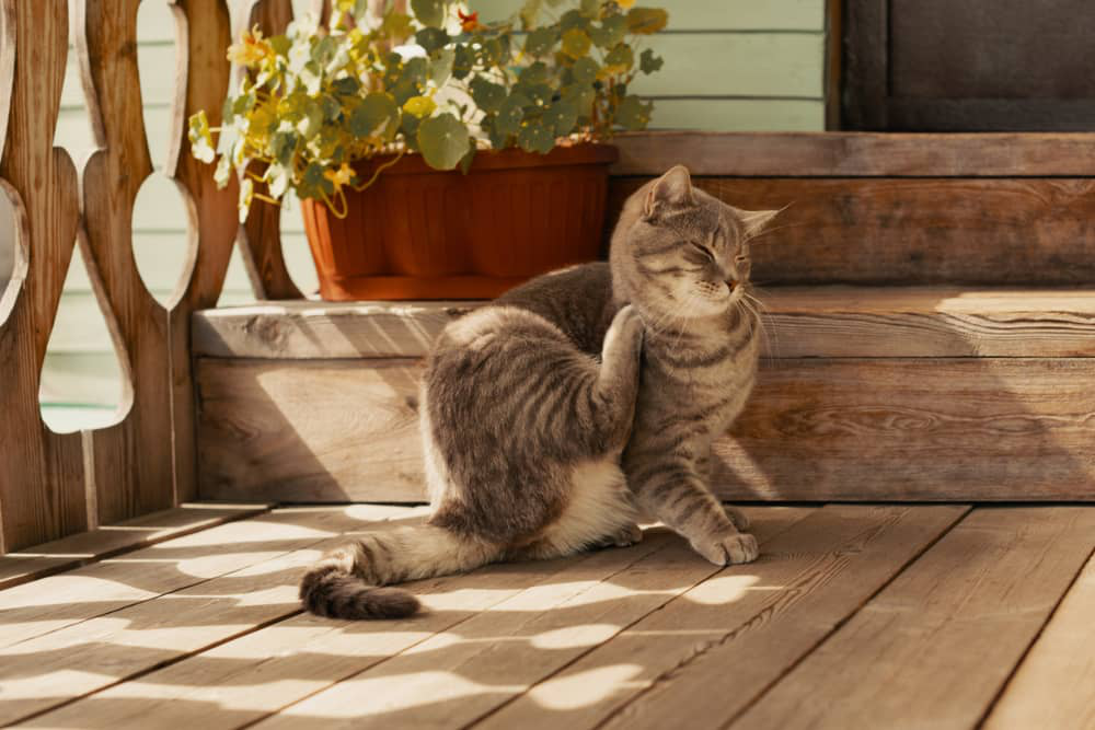 allergie-aux-puces-chat-002.jpg