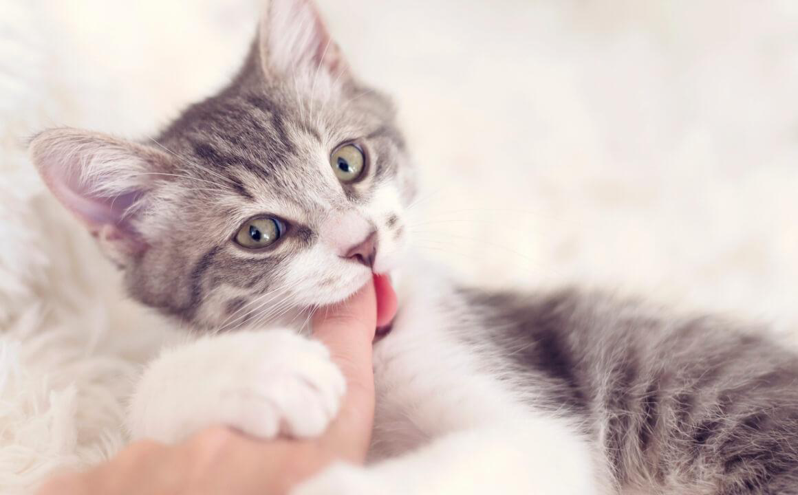 Pourquoi mon chat me mord-il la main ?